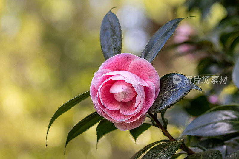 一个茶花，粉红色，绿色的背景和树枝，亚速尔群岛，Terra Nostra公园，圣米格尔岛。